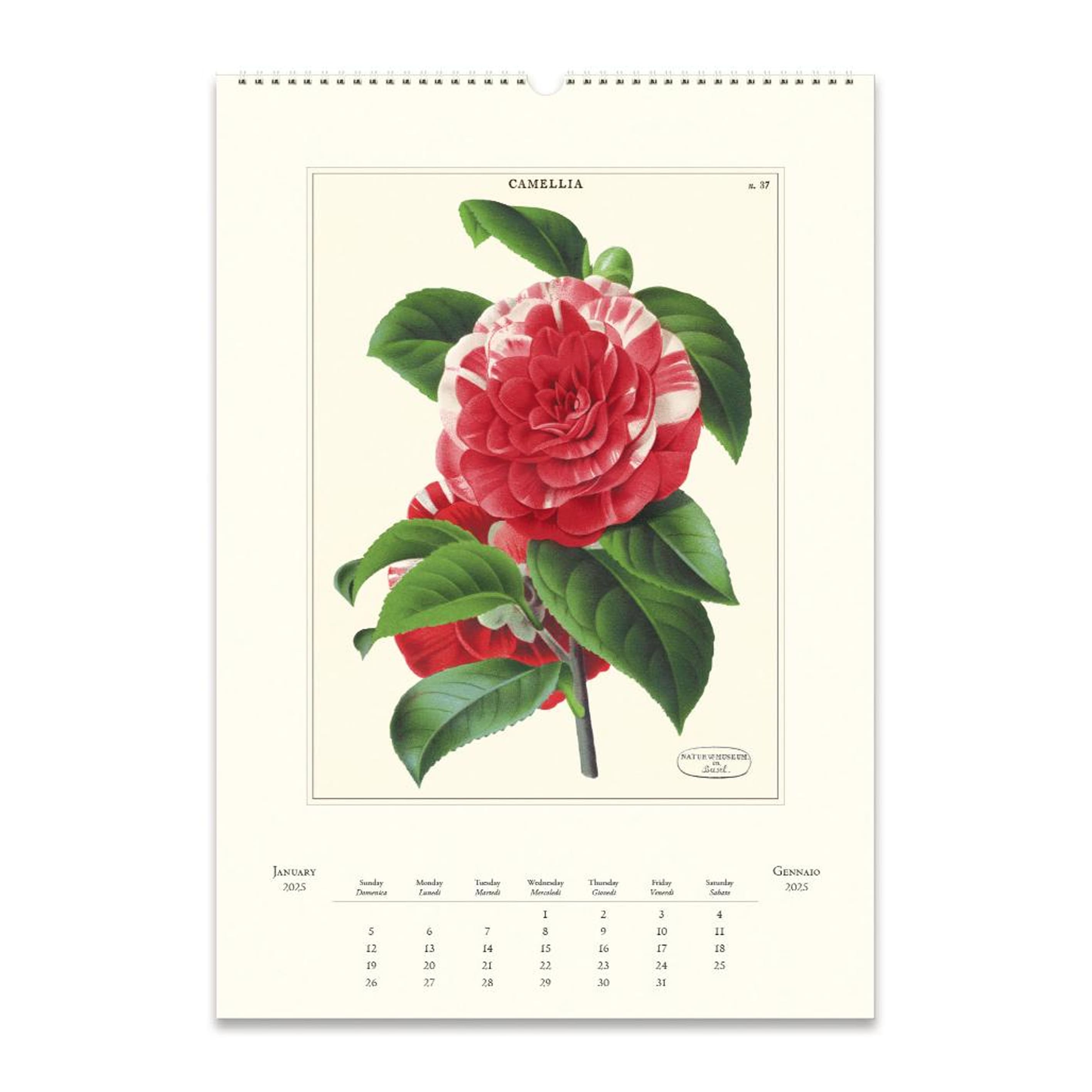 2025 Wall Calendar | Botanica | Cavallini & Co.