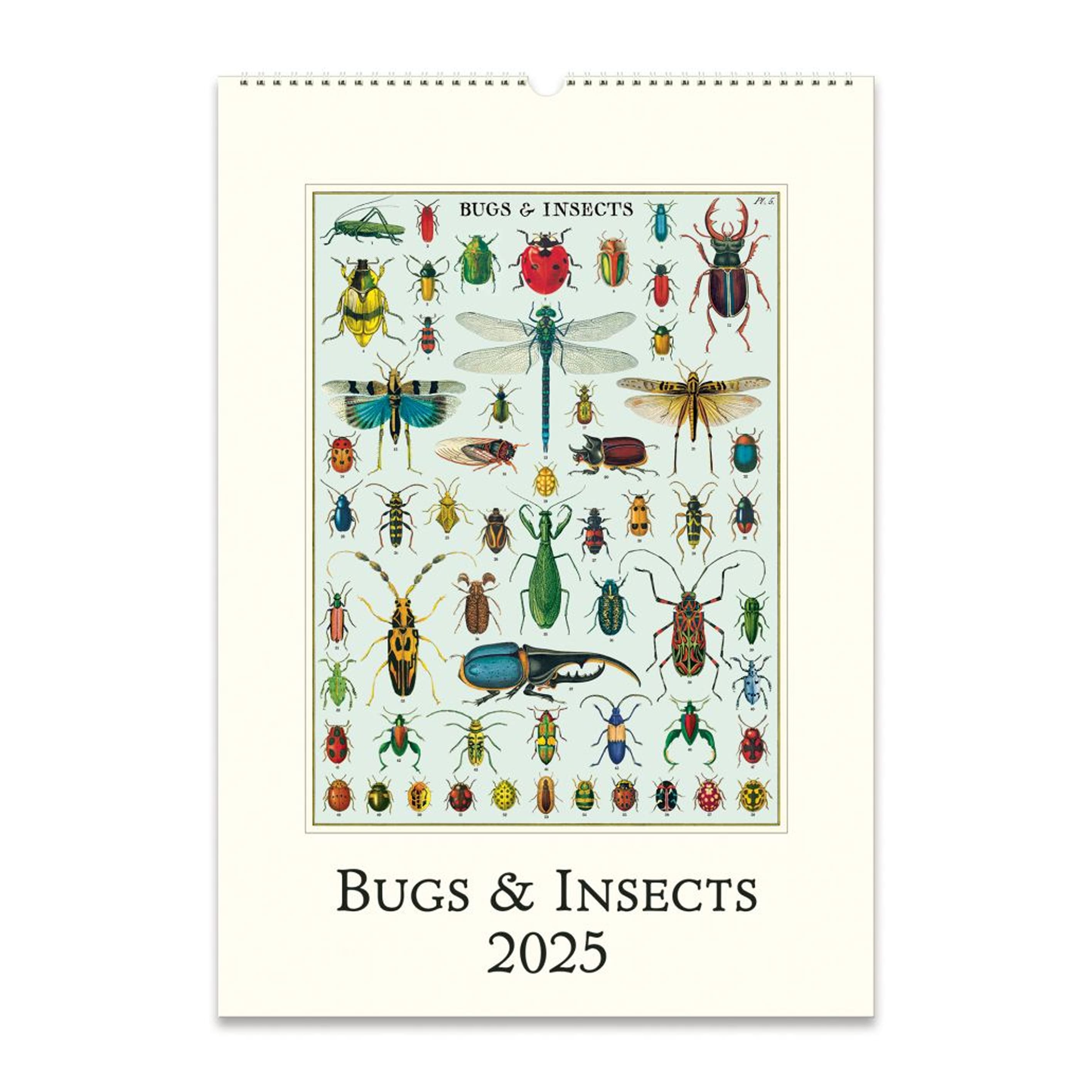 2025 Wall Calendar | Bug & Insects | Cavallini & Co.