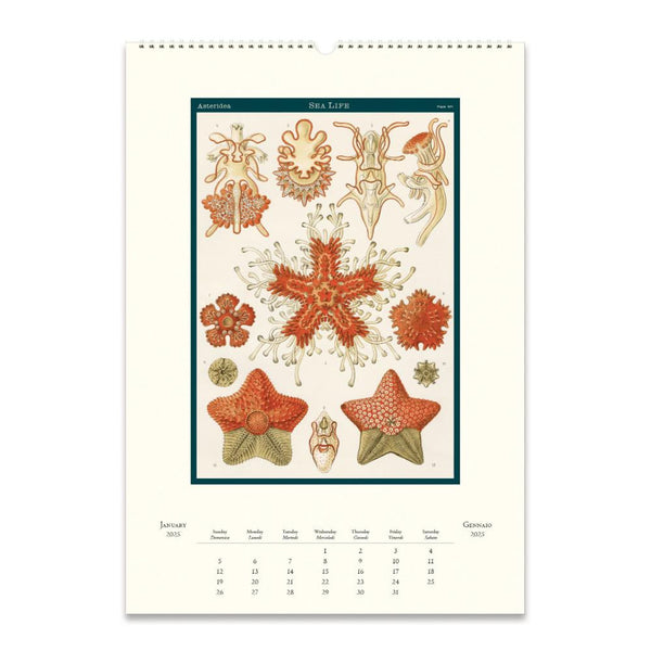 2025 Wall Calendar | Sea Life | Cavallini & Co.