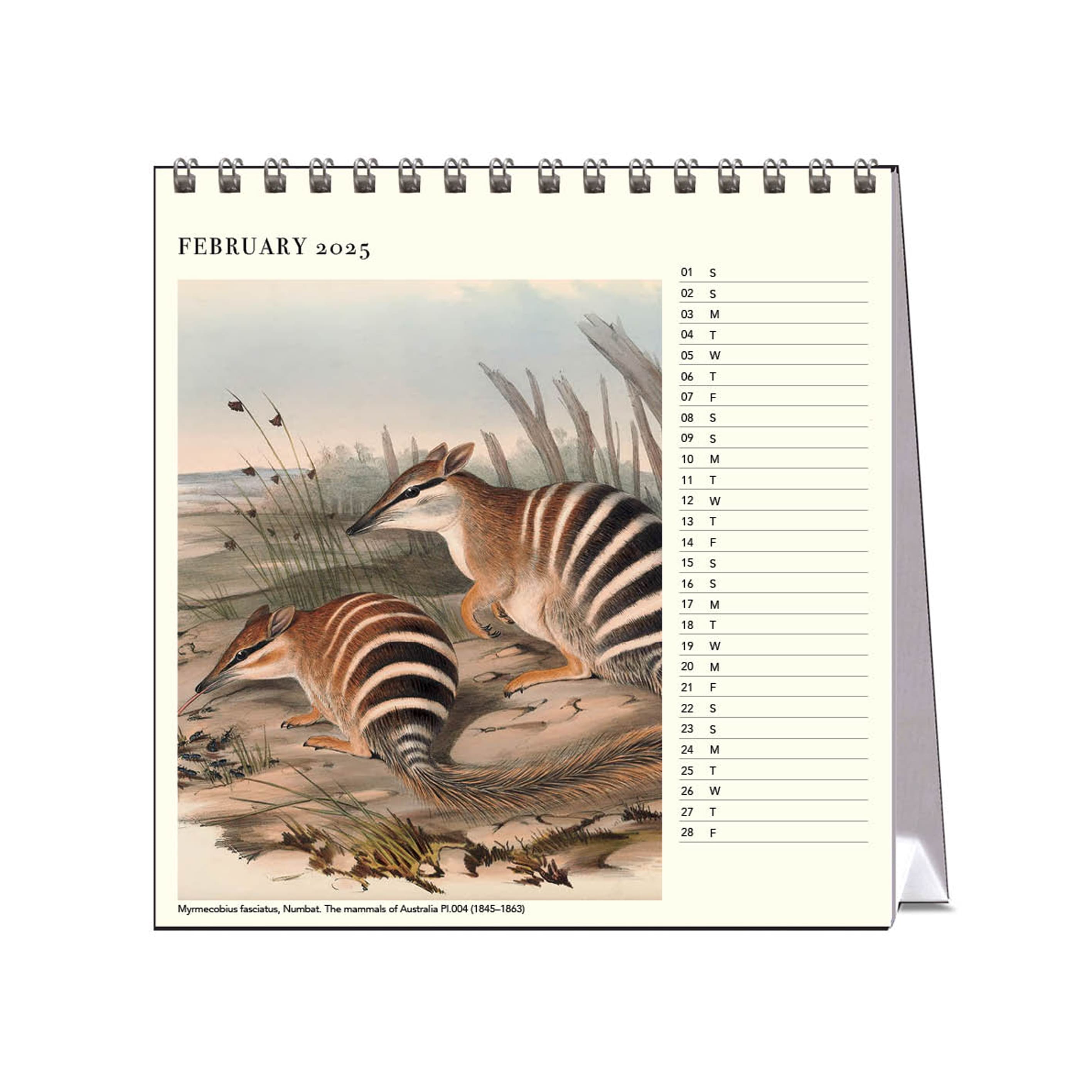 2025 Desk Calendar | Australian Animals | Hello Sunday