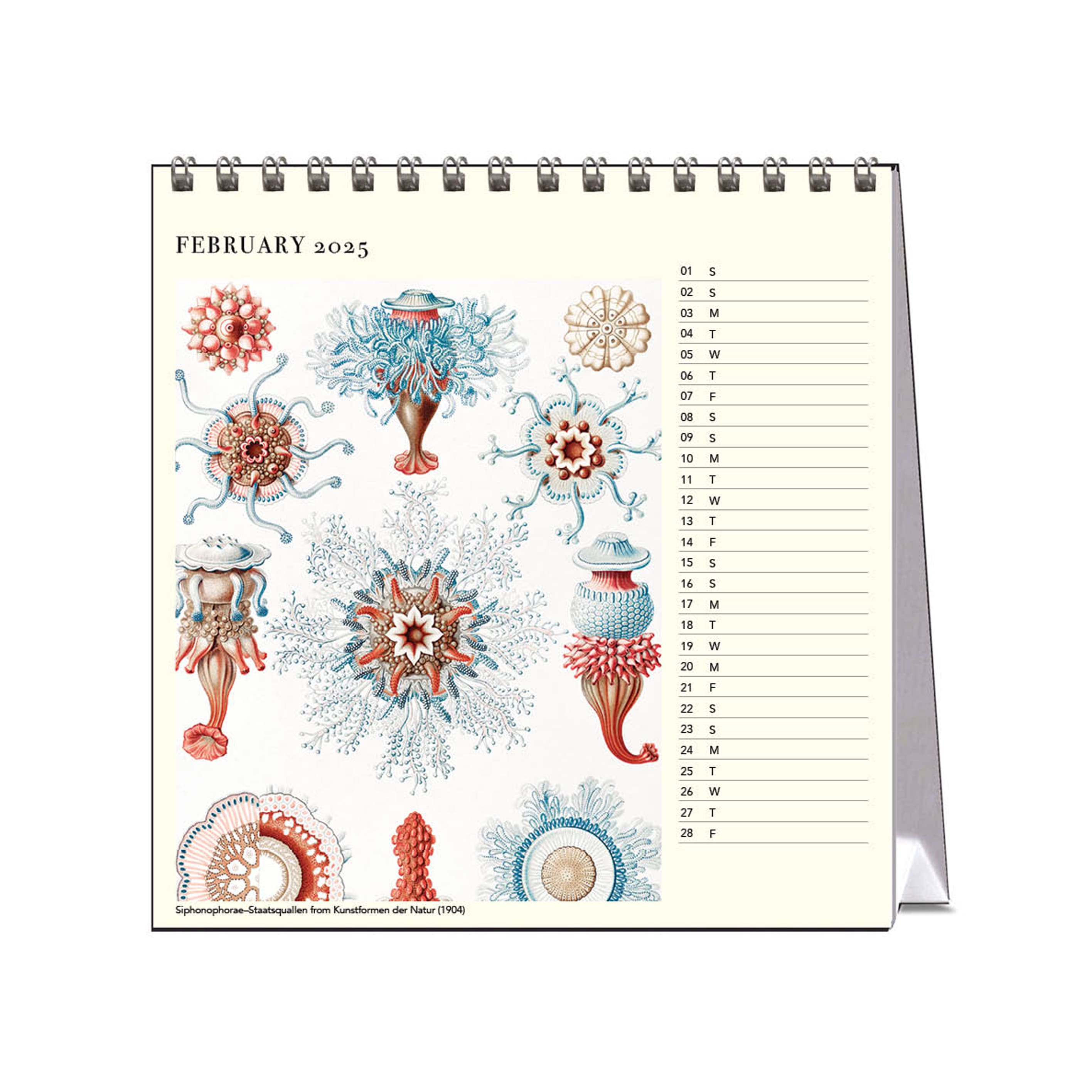 2025 Desk Calendar | Ernst Haeckel | Hello Sunday