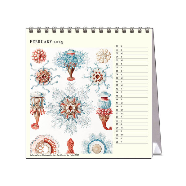 2025 Desk Calendar | Ernst Haeckel | Hello Sunday