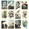 2025 Wall Calendar | Audubon's Birds | Hello Sunday