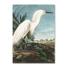 2025 Wall Calendar | Audubon's Birds | Hello Sunday