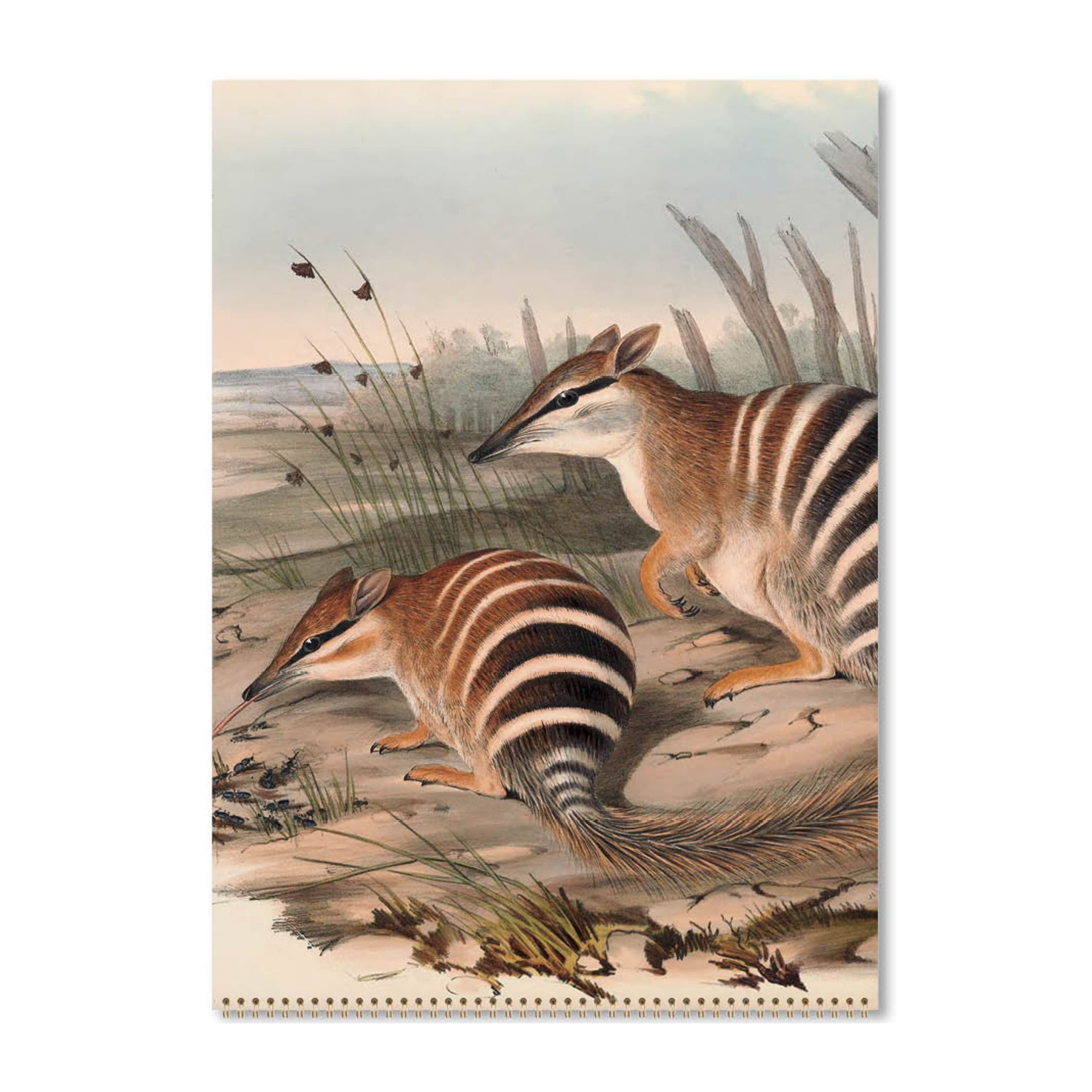 2025 Wall Calendar | Australian Animals | Hello Sunday