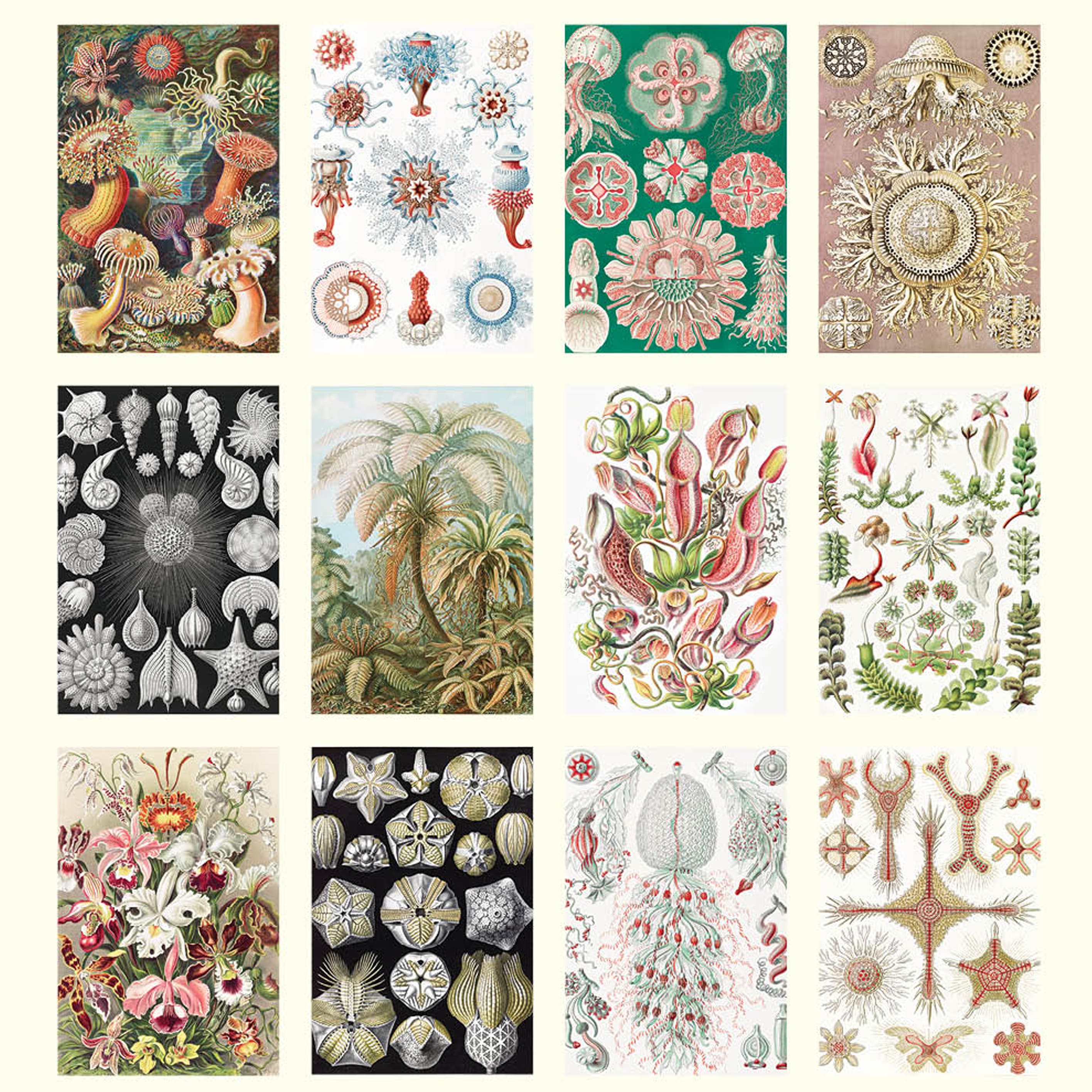 2025 Wall Calendar | Ernst Haeckel | Hello Sunday