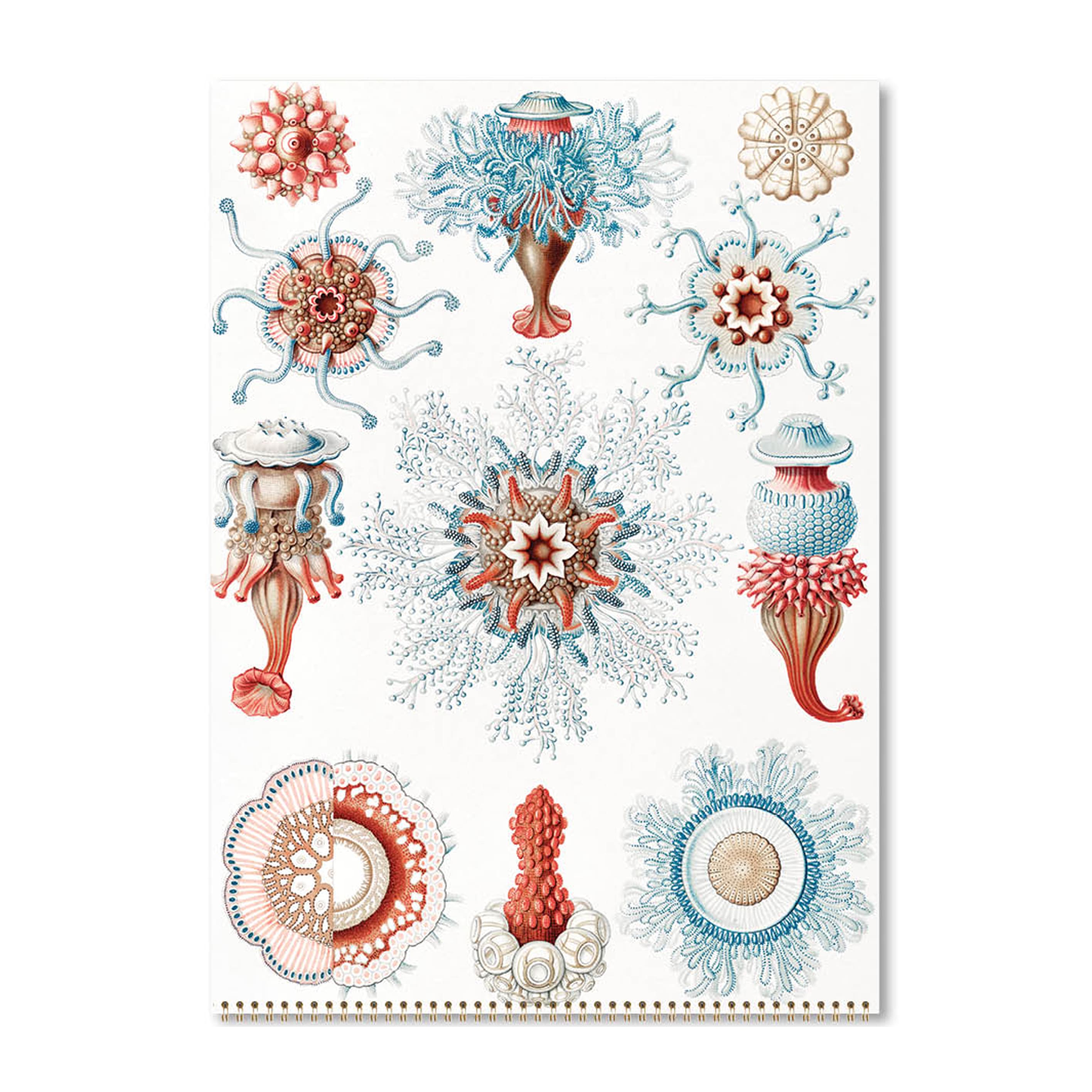 2025 Wall Calendar | Ernst Haeckel | Hello Sunday