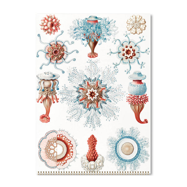 2025 Wall Calendar | Ernst Haeckel | Hello Sunday