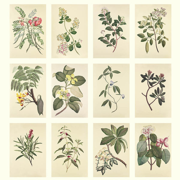 2025 Wall Calendar | Joseph Banks Botanicals | Hello Sunday