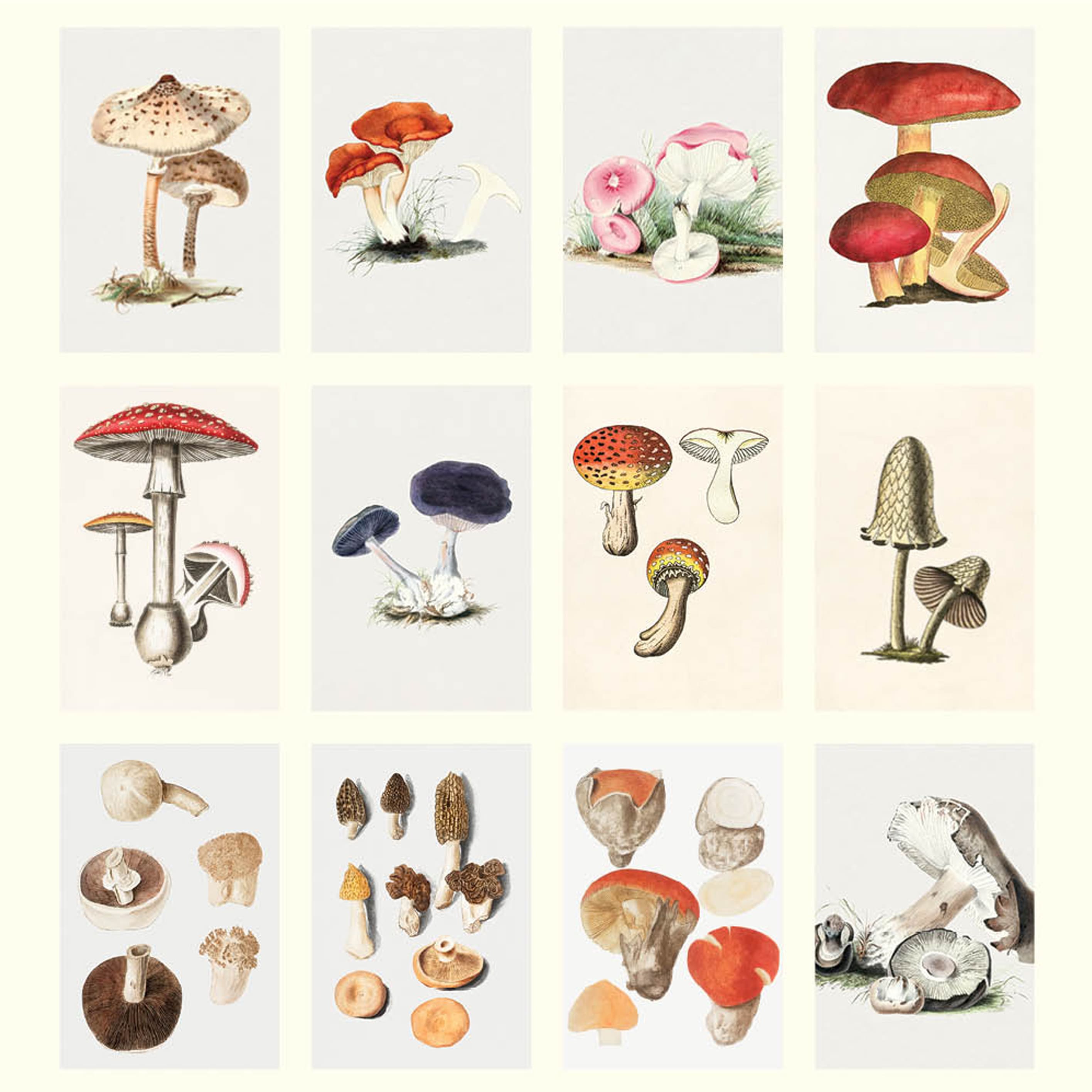 2025 Wall Calendar | Mushrooms | Hello Sunday