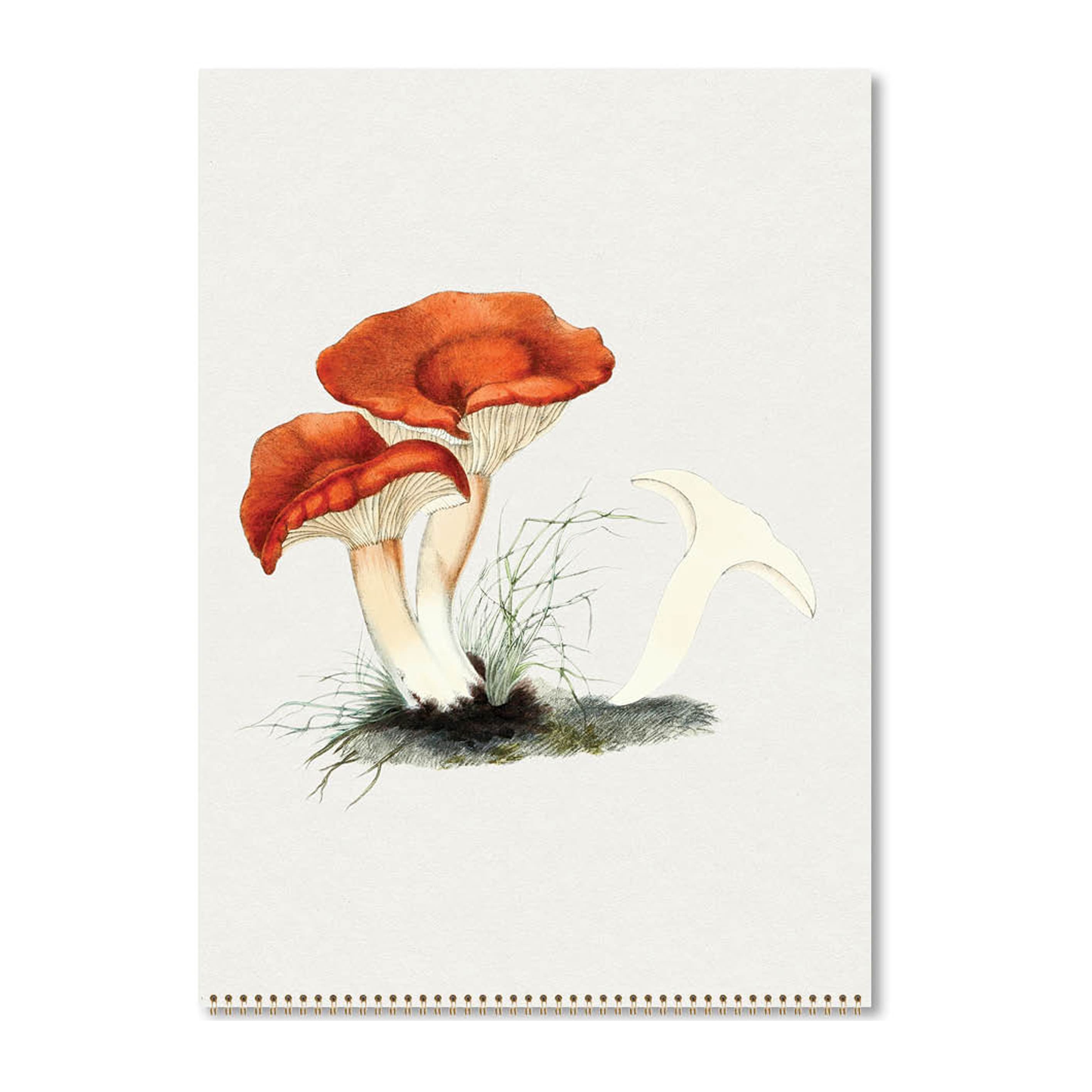 2025 Wall Calendar | Mushrooms | Hello Sunday