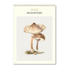 2025 Wall Calendar | Mushrooms | Hello Sunday