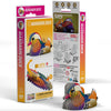 3D Cardboard Model Kit | Mandarin Duck | Eugy