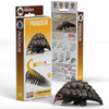 3D Cardboard Model Kit | Pangolin | Eugy