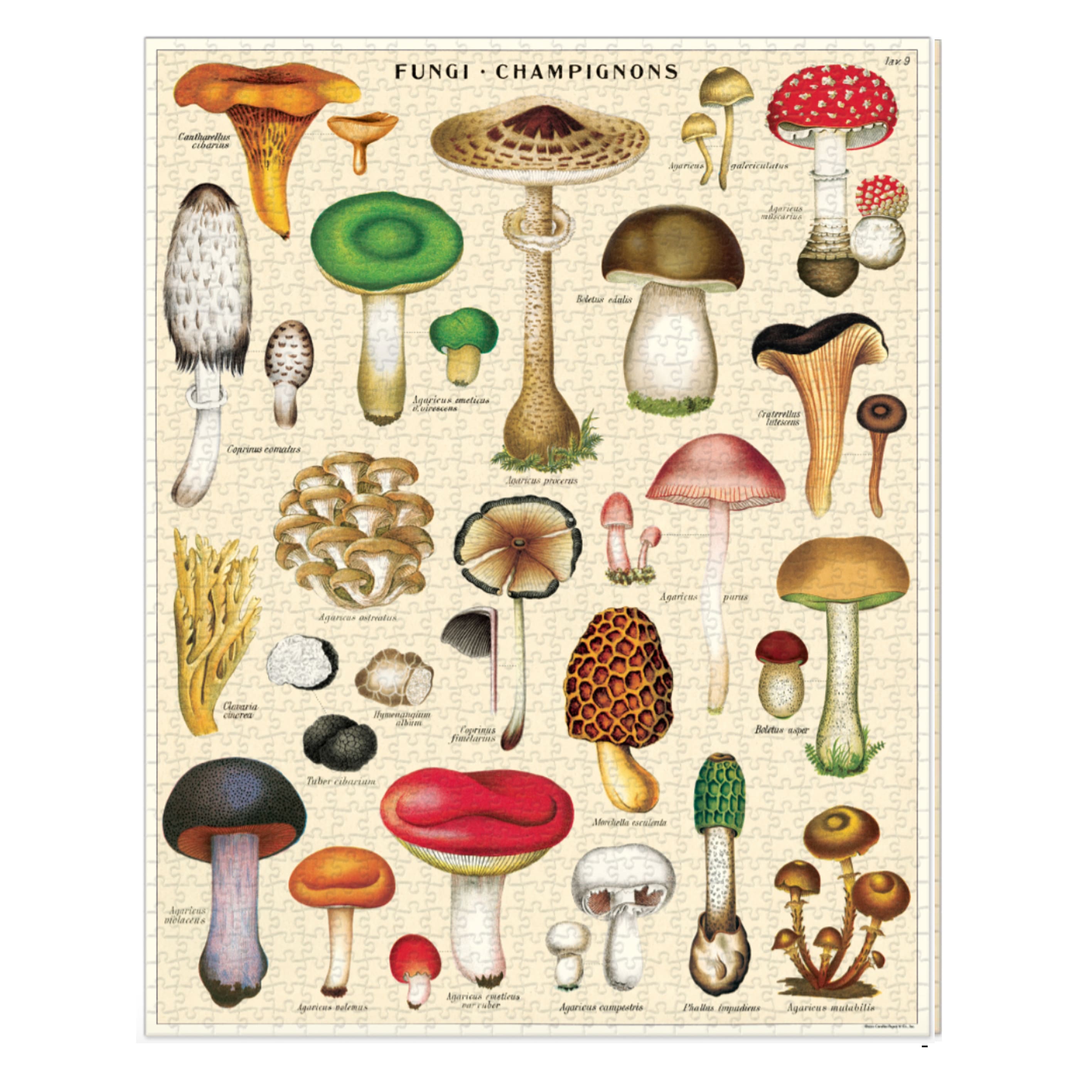 Vintage Jigsaw Puzzle | 1000 Pieces | Mushrooms | Cavallini and Co.