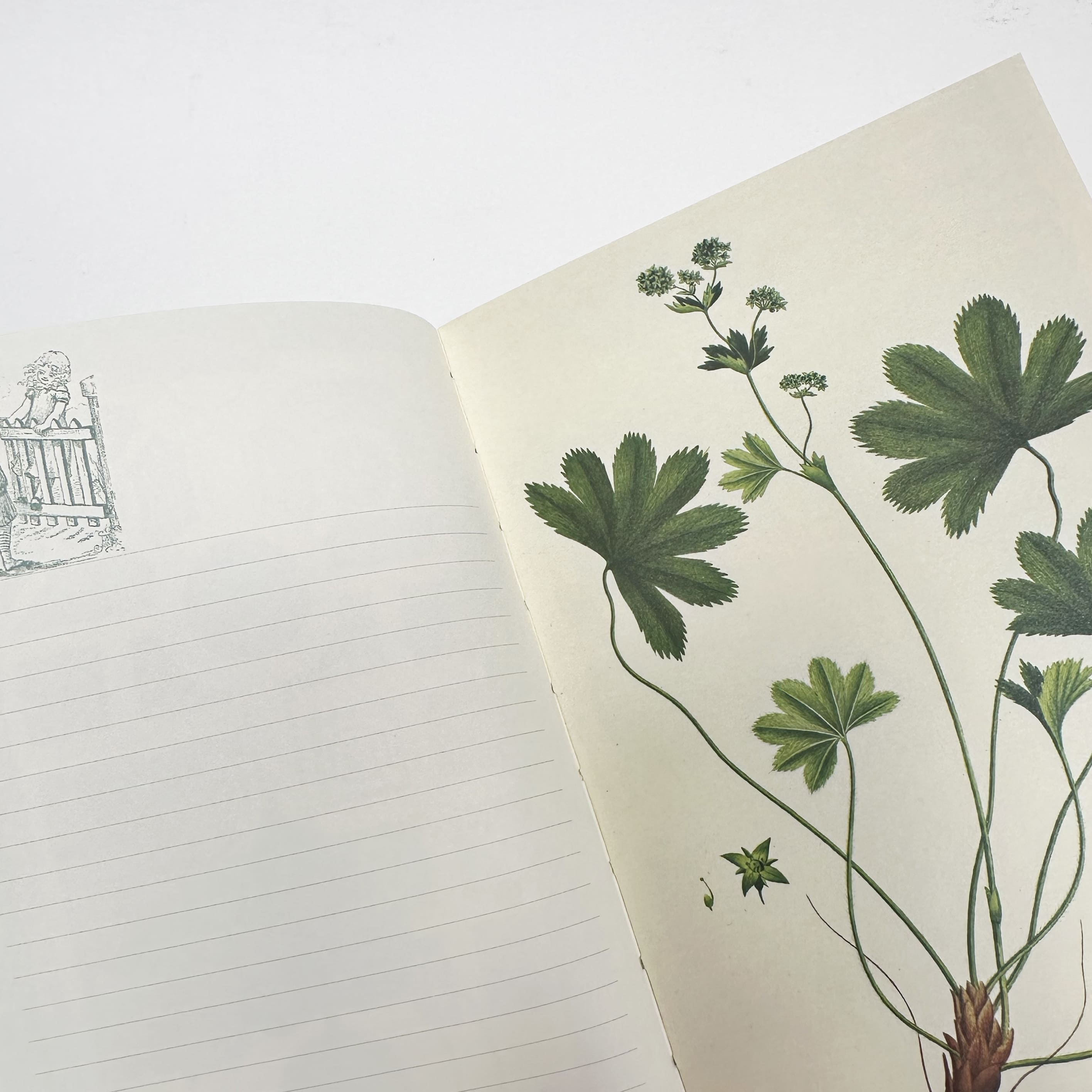 Notebook | Illustrated | A5 | Au Jardin In The Garden | Alibabette Editions