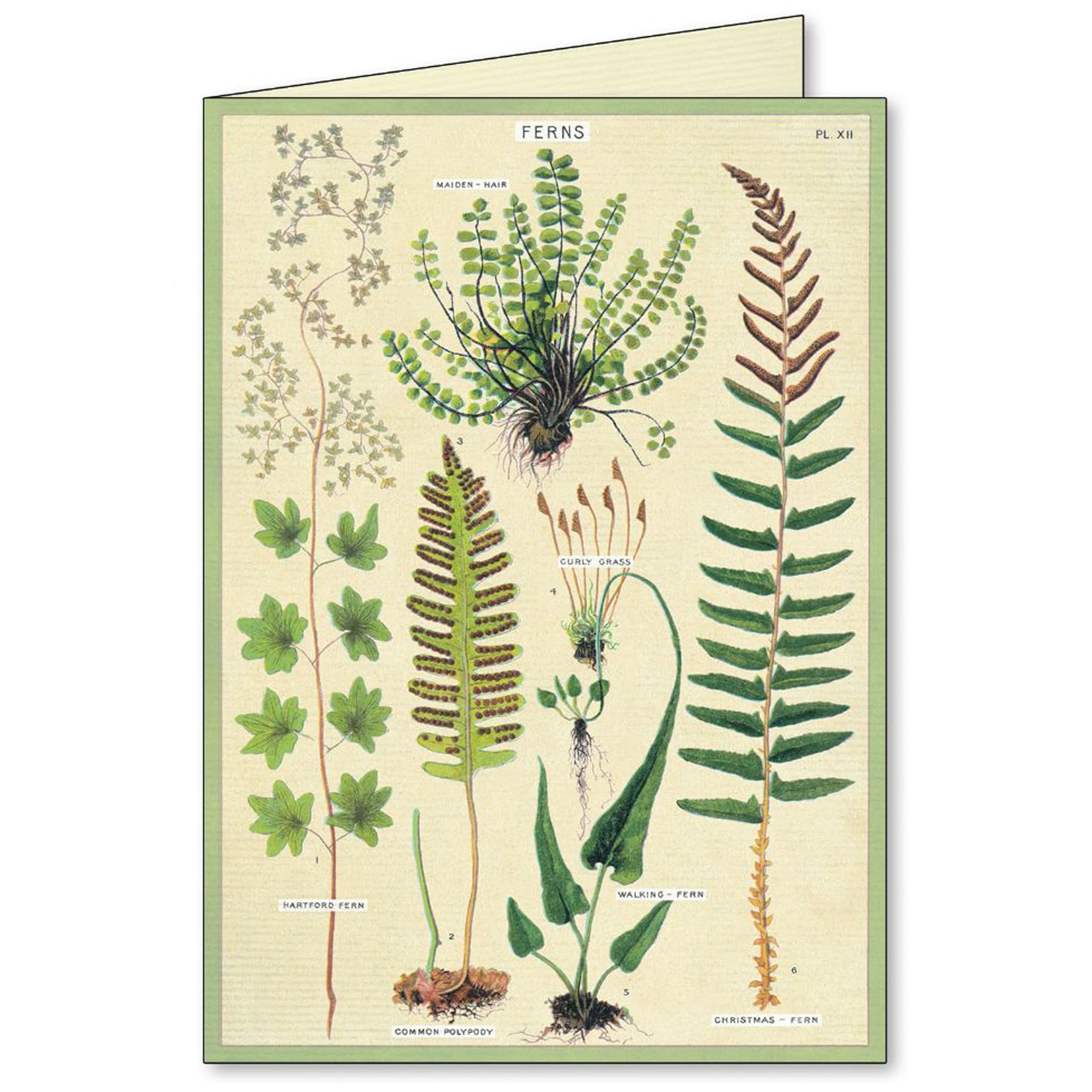 All Occasion Card | Boxed Set | Fern | Cavallini & Co.