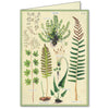 All Occasion Card | Boxed Set | Fern | Cavallini & Co.