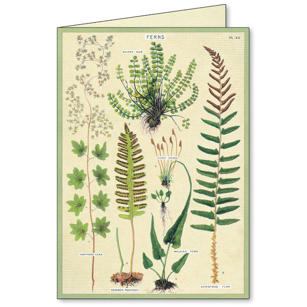 All Occasion Card | Boxed Set | Fern | Cavallini & Co.