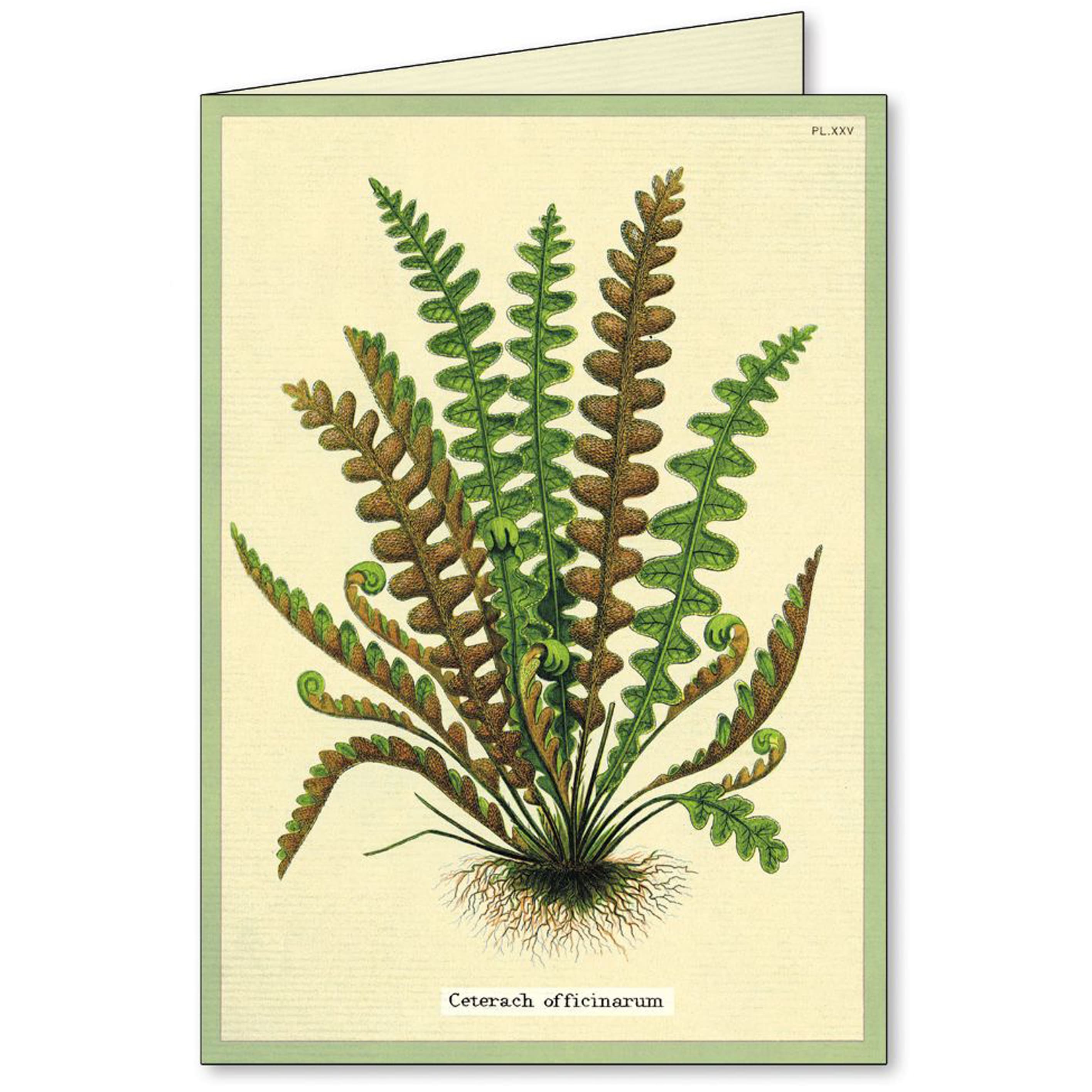 All Occasion Card | Boxed Set | Fern | Cavallini & Co.