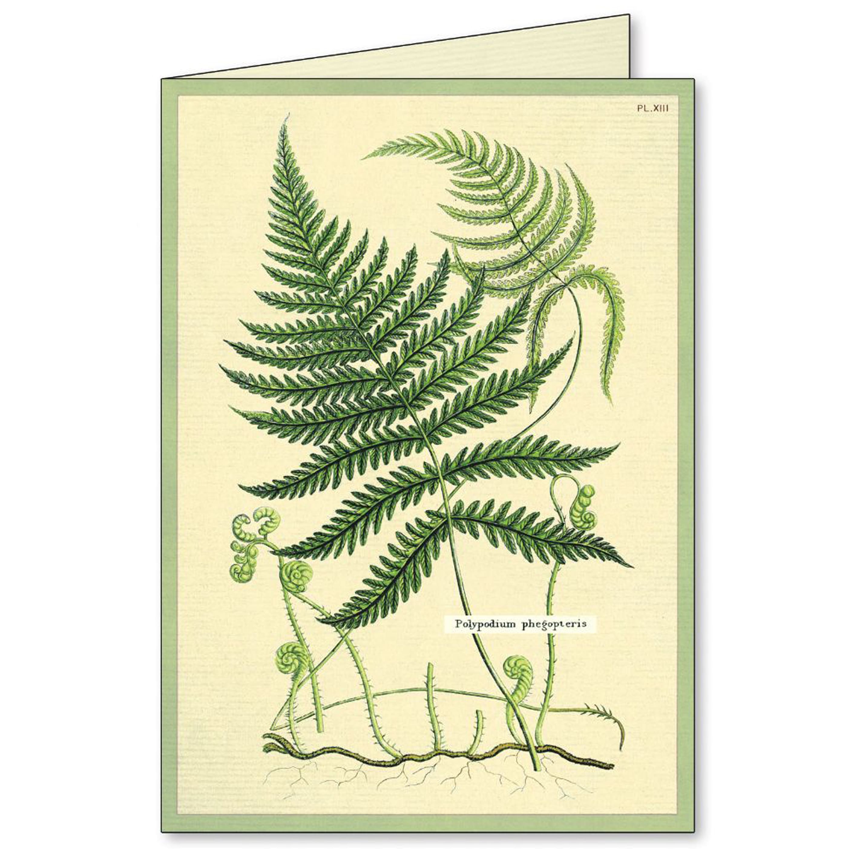 All Occasion Card | Boxed Set | Fern | Cavallini & Co.