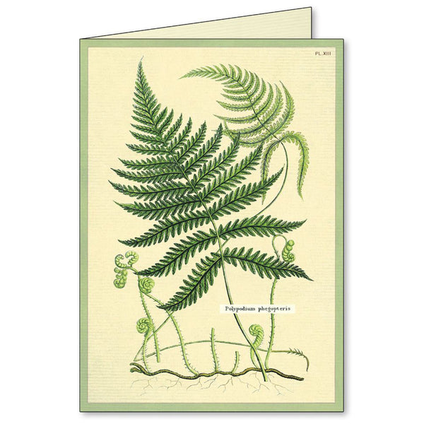 All Occasion Card | Boxed Set | Fern | Cavallini & Co.