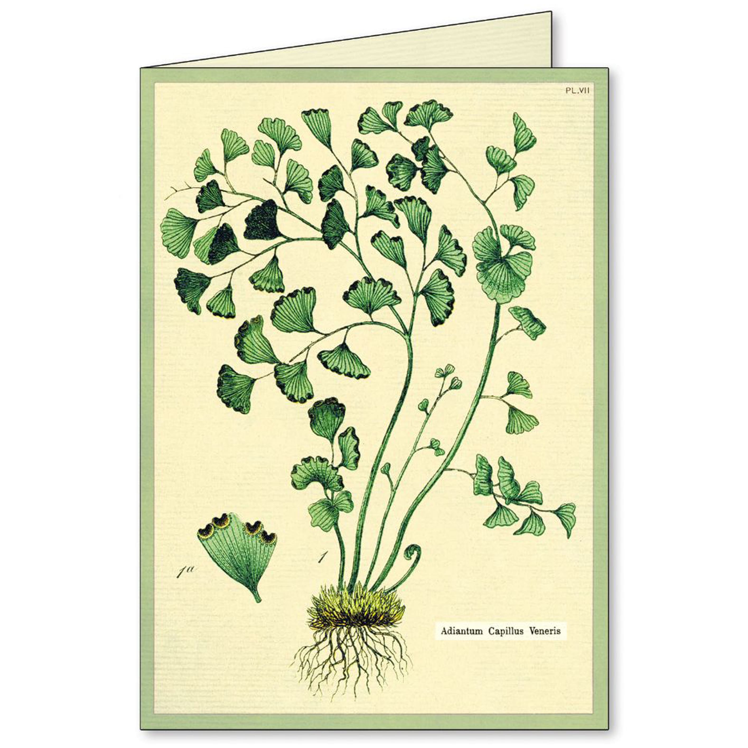 All Occasion Card | Boxed Set | Fern | Cavallini & Co.