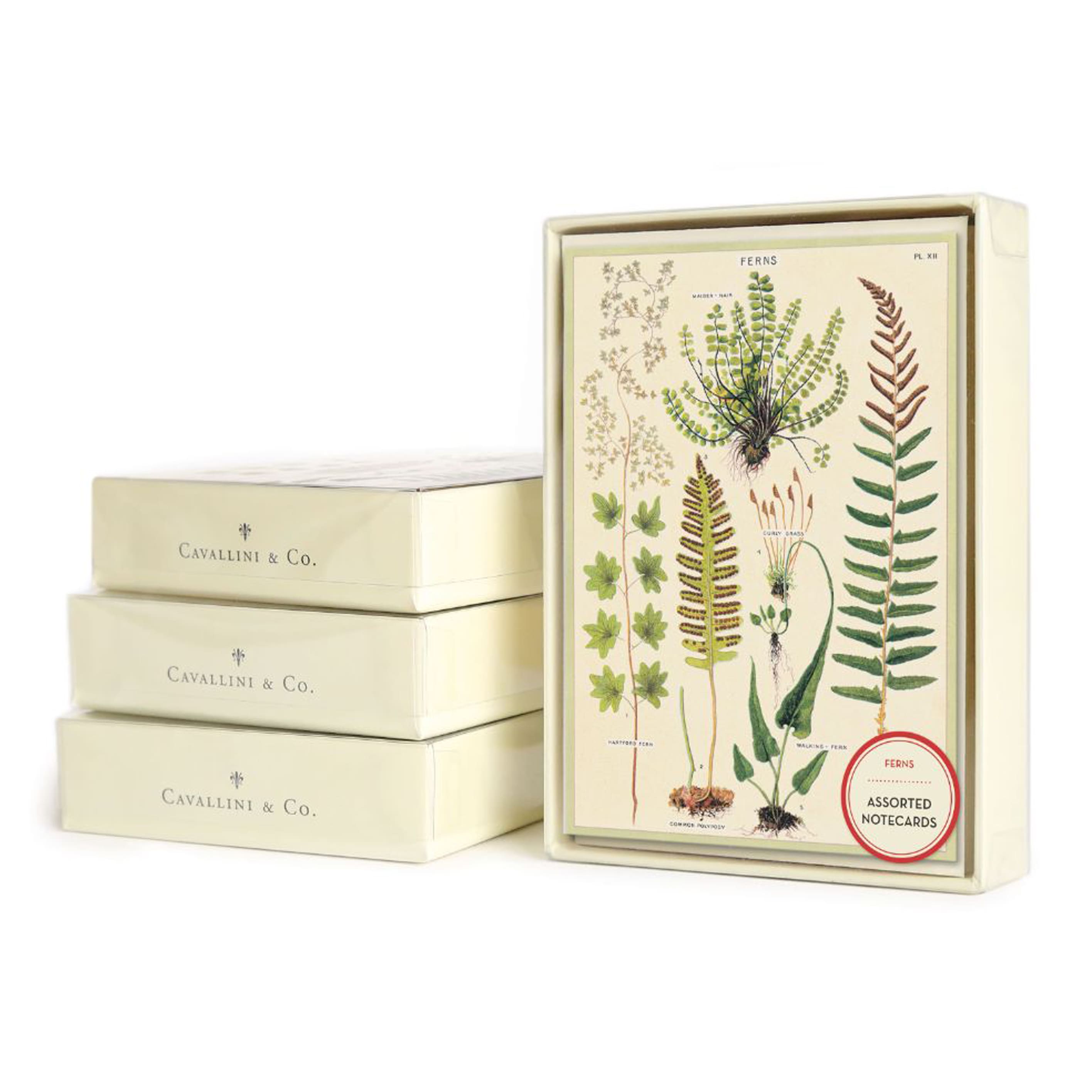 All Occasion Card | Boxed Set | Fern | Cavallini & Co.