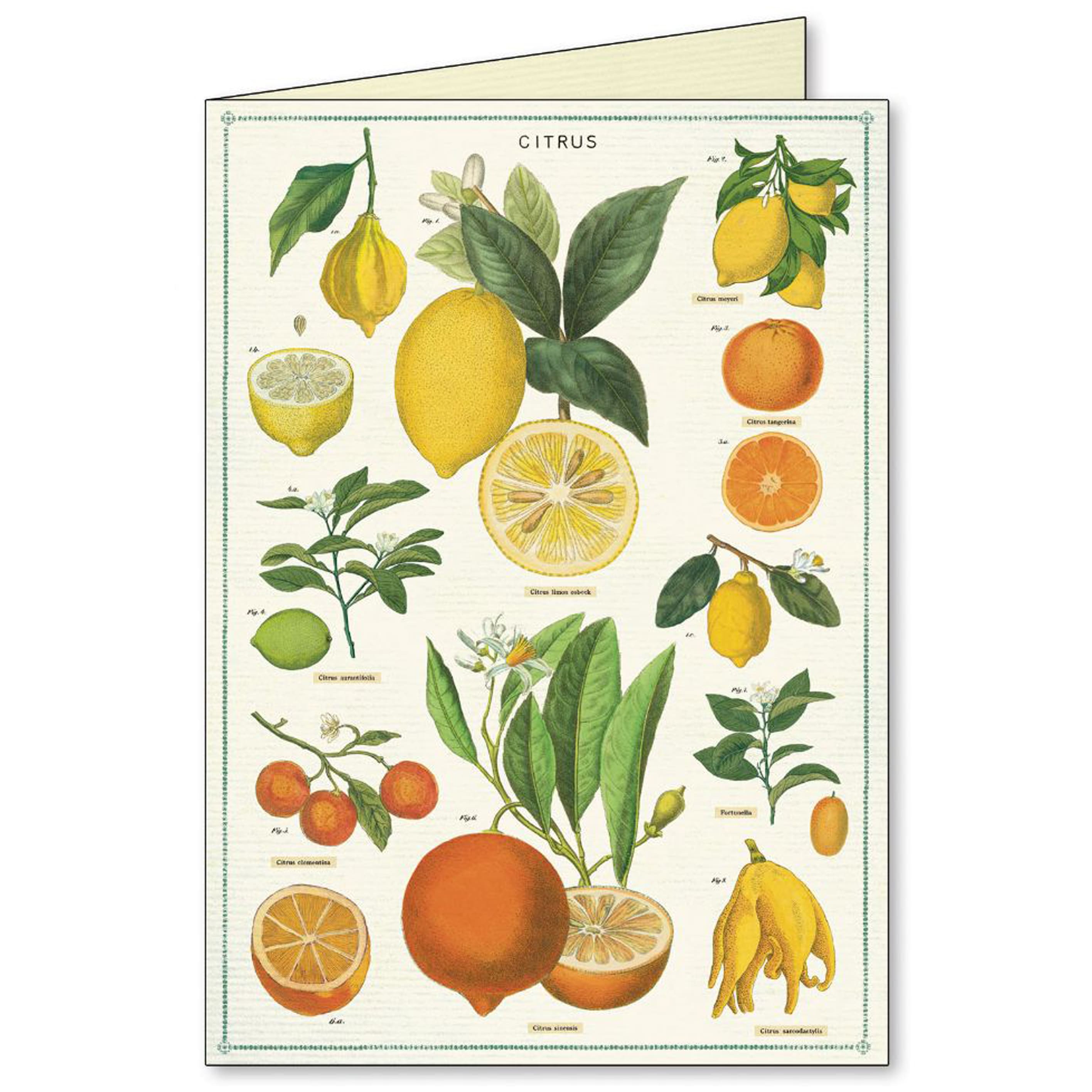 All Occasion Card | Boxed Set | Jardin | Cavallini & Co.