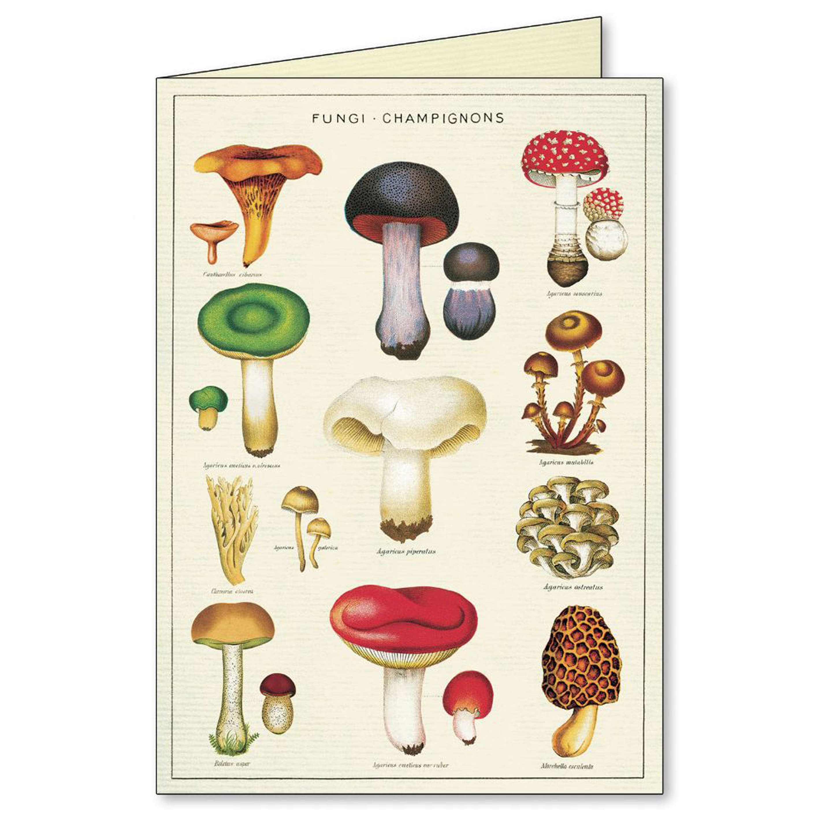 All Occasion Card | Boxed Set | Jardin | Cavallini & Co.