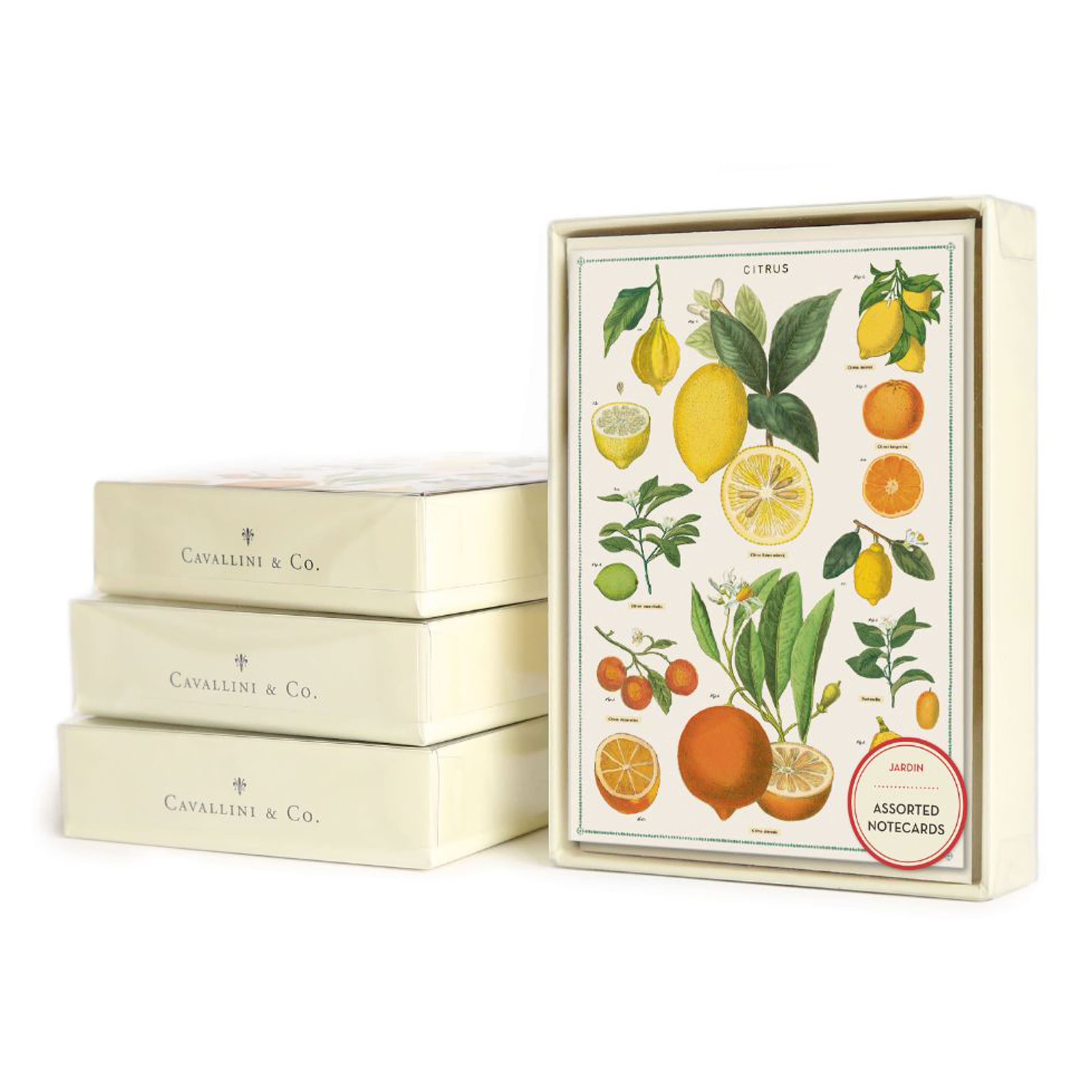 All Occasion Card | Boxed Set | Jardin | Cavallini & Co.