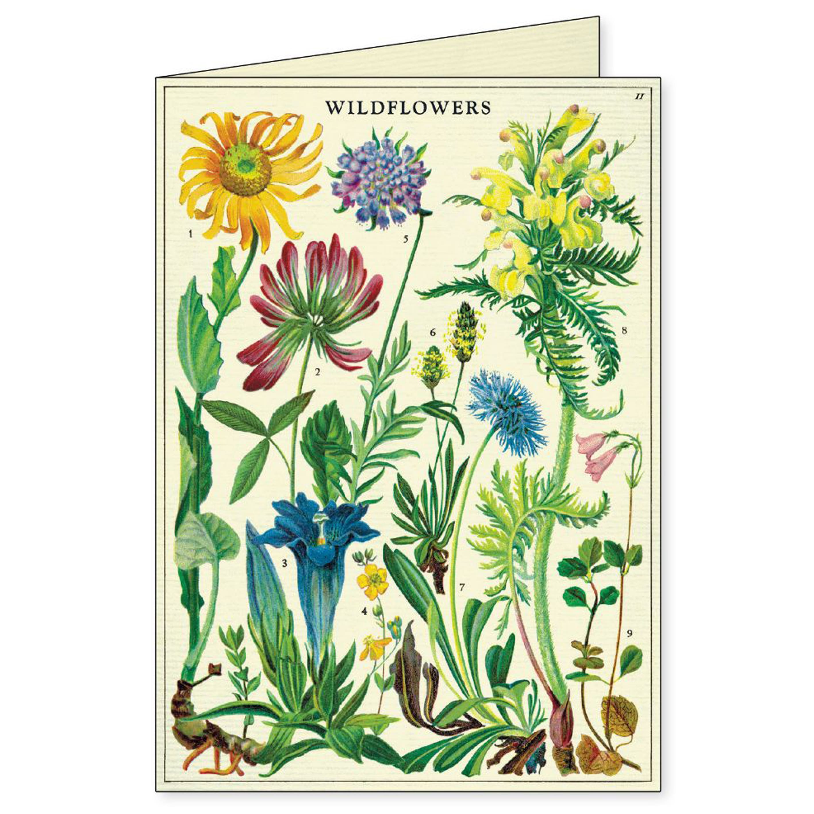 All Occasion Card | Boxed Set | Wildflowers | Cavallini & Co.