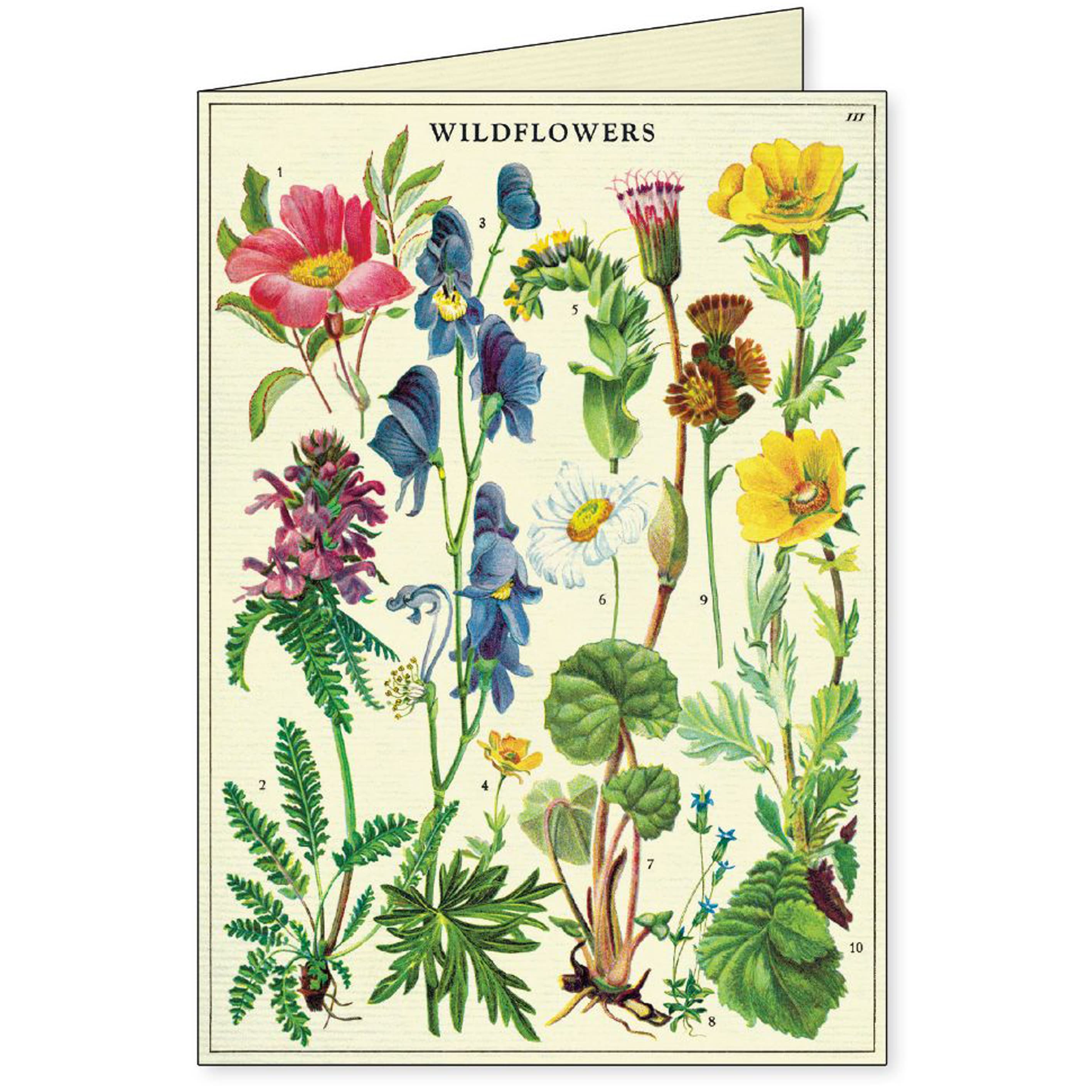 All Occasion Card | Boxed Set | Wildflowers | Cavallini & Co.