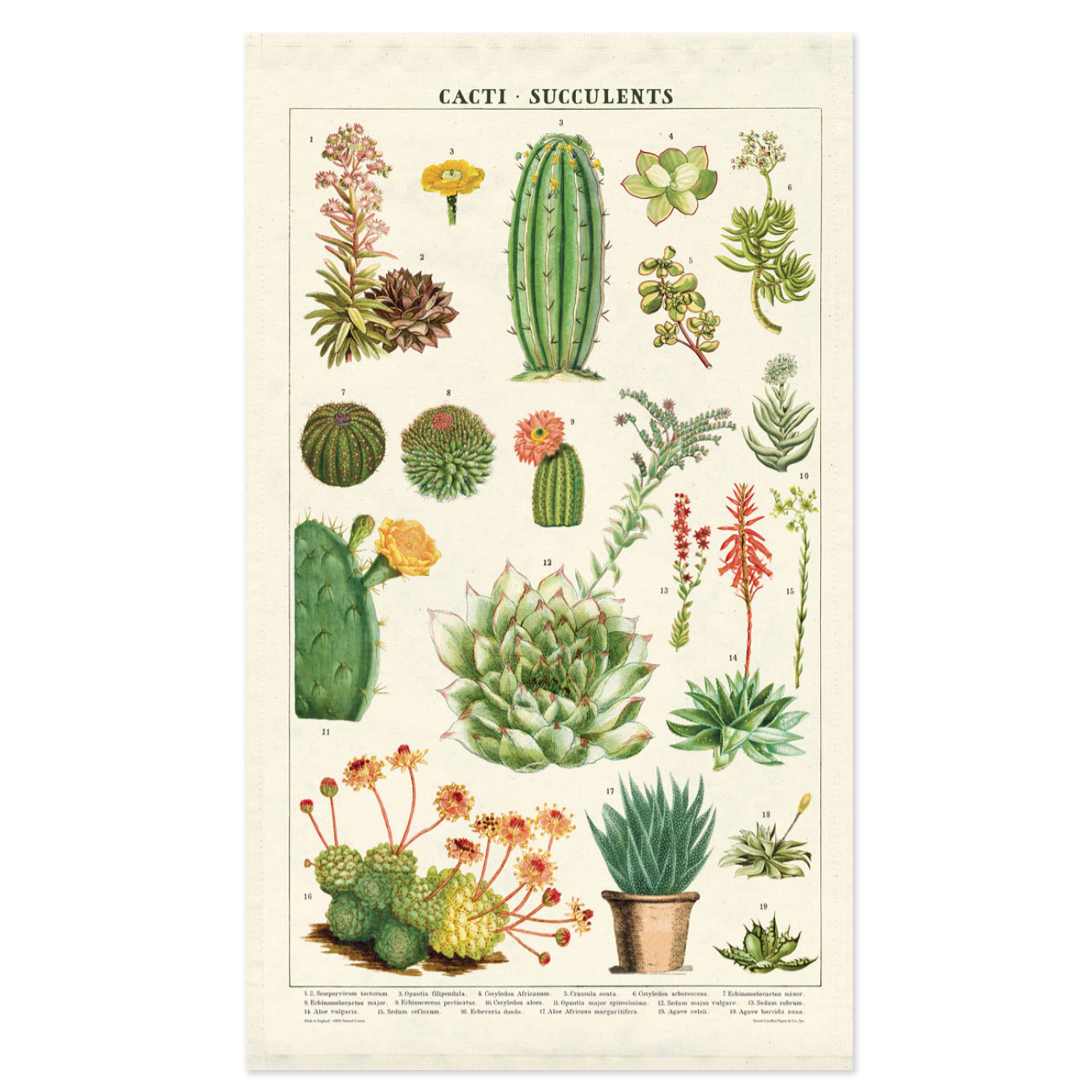 Tea Towel | Succulents | Cavallini & Co.