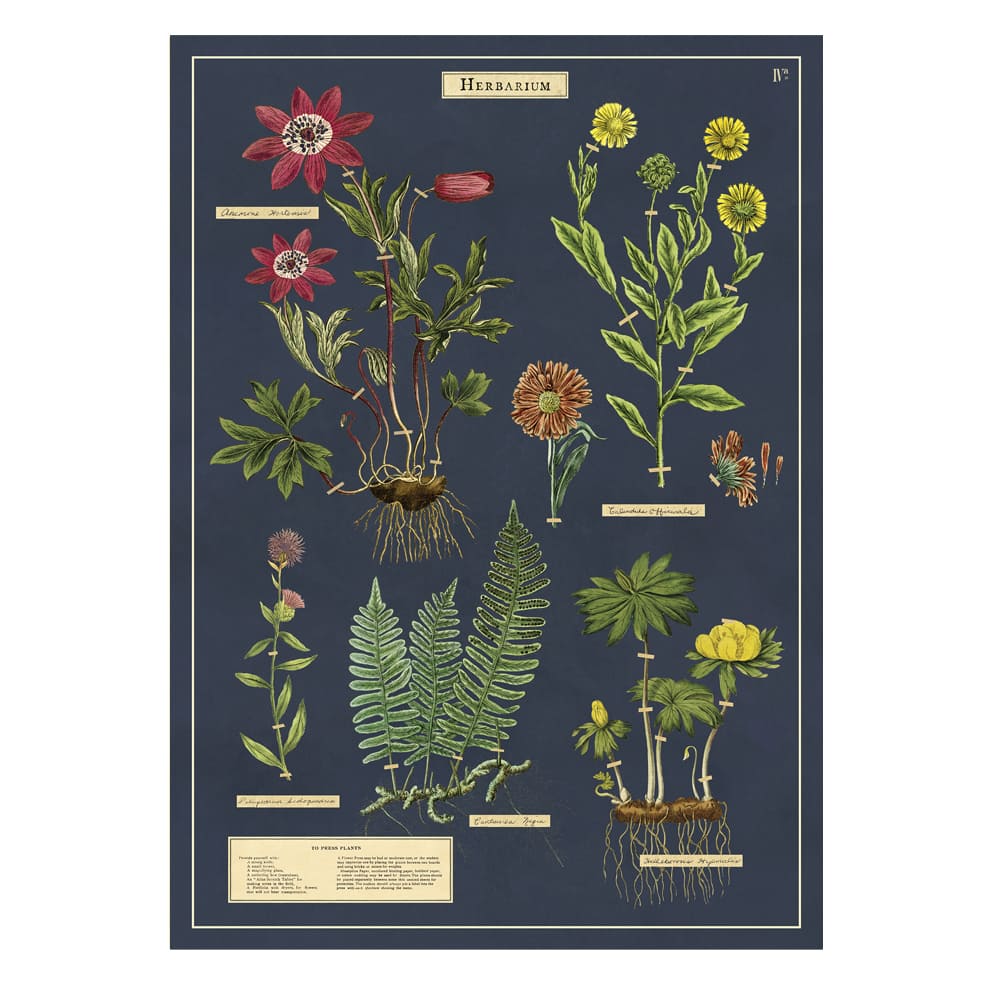 Vintage Poster | Herbarium | Cavallini & Co.